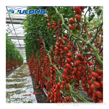 زراعة الطماطم الدفيئة للبيع